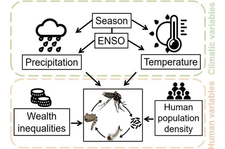 ظاهرة "إل نينيو" المناخية تساعد على انتشار بعوضة الزاعجة المصرية