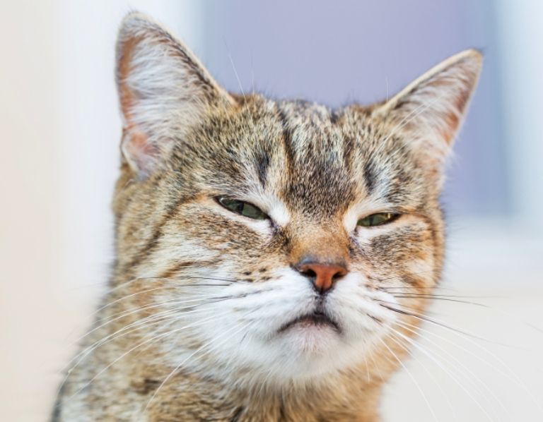 هل قطتك سيكوباتية؟