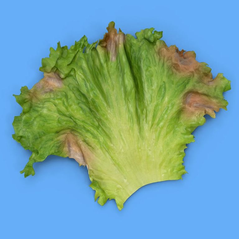 محصول المزارع العمودية الأخطاء التقنية الأبرز خلال العام