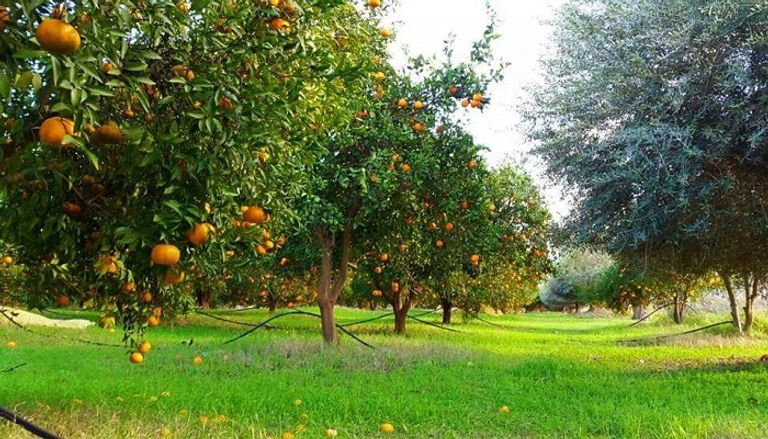 صورة من حقل في منزل بوزلفة التونسية