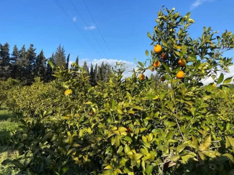 صورة من حقل في منزل بوزلفة التونسية