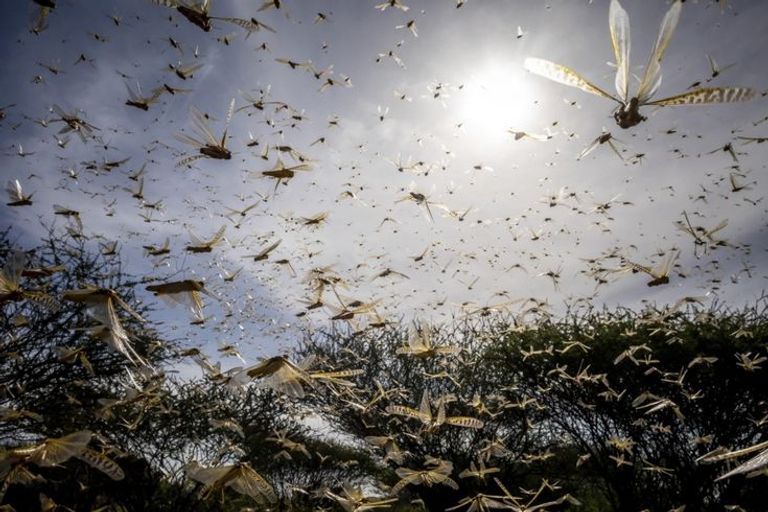 سراب واحد من الجراد يستهلك طعاما يكفي لإطعام 35 ألف شخص في يوم واحد