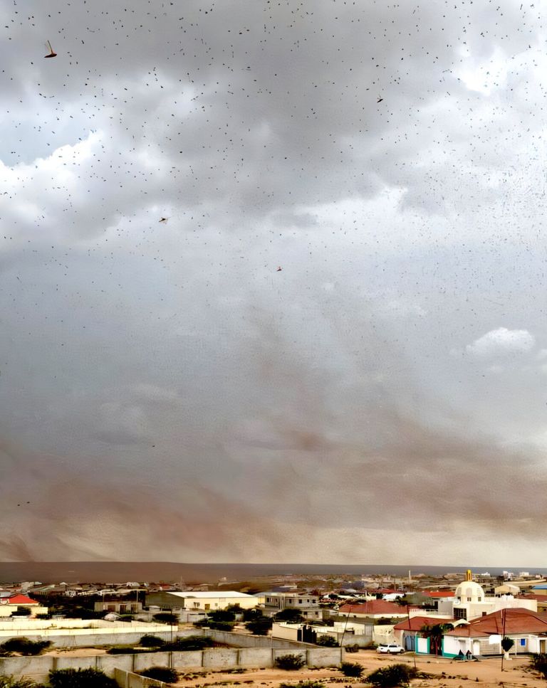 سراب واحد من الجراد يستهلك طعاما يكفي لإطعام 35 ألف شخص في يوم واحد