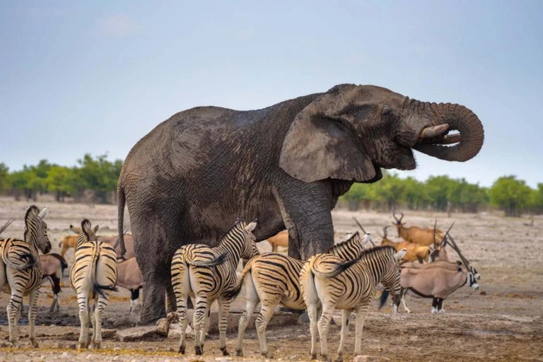 فهم طريقة تفكير الحيوانات خطوة حاسمة للحفاظ عليها