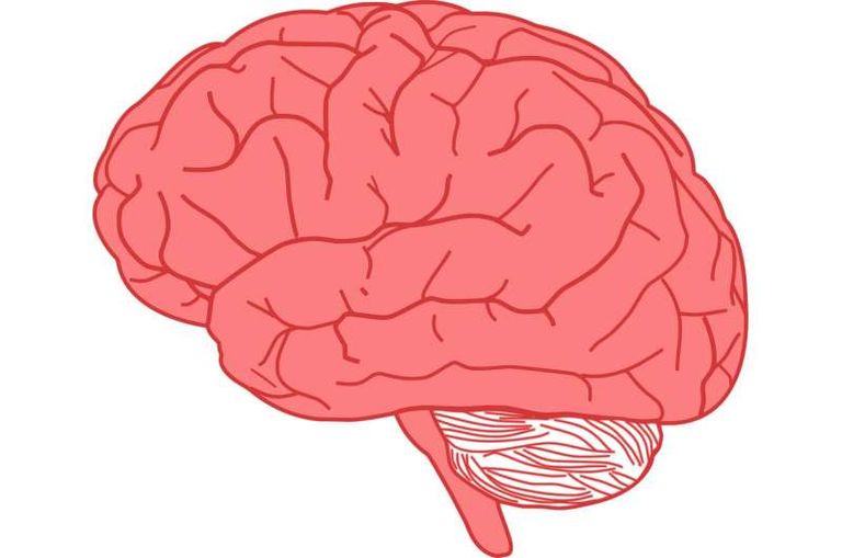 محاولة تعلم سلوكين في وقت واحد تشوش الدماغ 