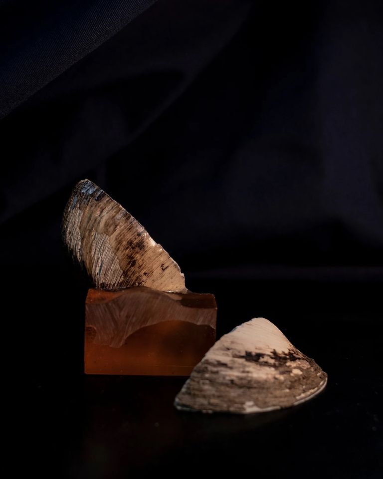 المحار - أرشيفية