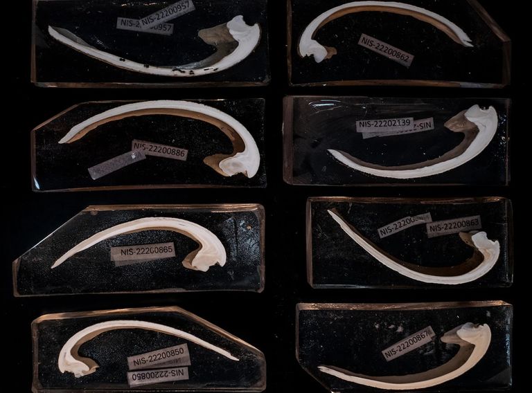 المحار - أرشيفية