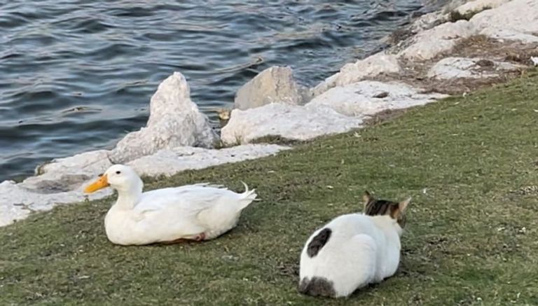 كبلز الخُبر