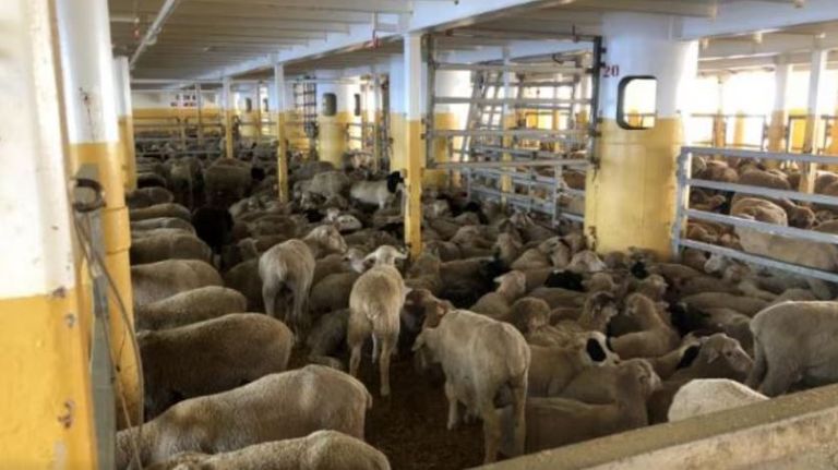 السفينة بهيجة الأسترالية