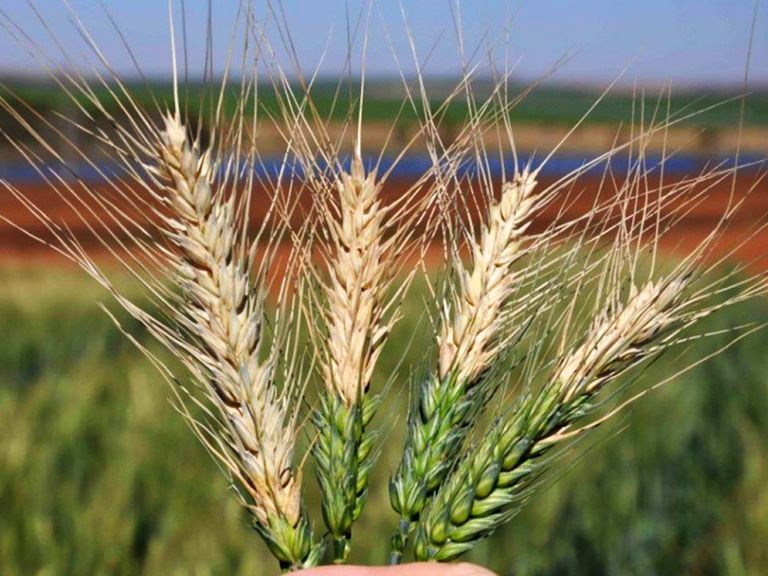 وباء انفجار القمح هو نوع من الفطريات التي يمكن أن تدمر المحاصيل