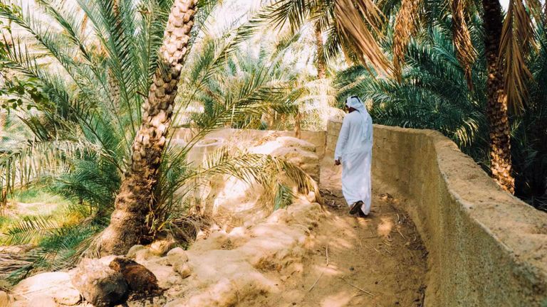 العين.. رحلة فريدة بين الواحات الغنّاء والآثار التاريخية العين.. رحلة فريدة بين الواحات الغنّاء والآثار التاريخية