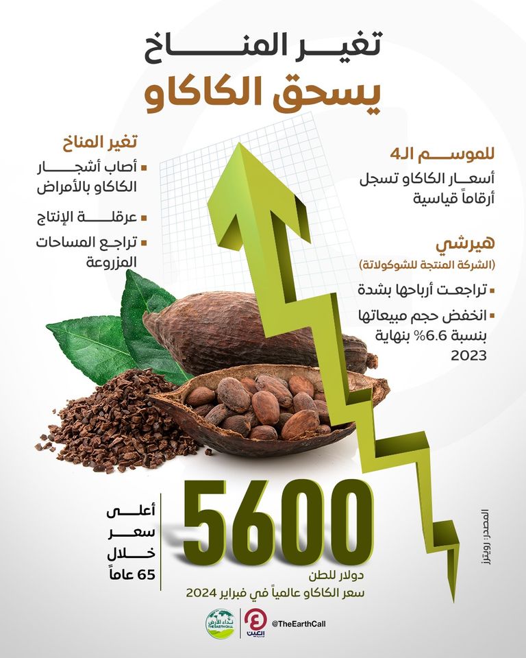 قفزة بأسعار الكاكاو عالمياً