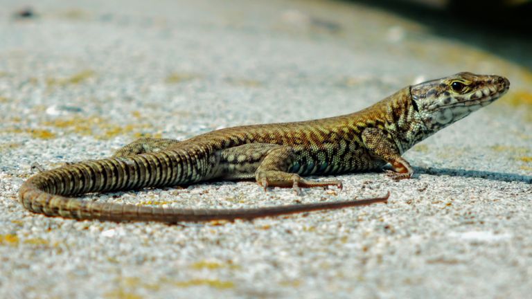 السحلية تنتمي إلى نوع "إنياليودس ديكينسوني"