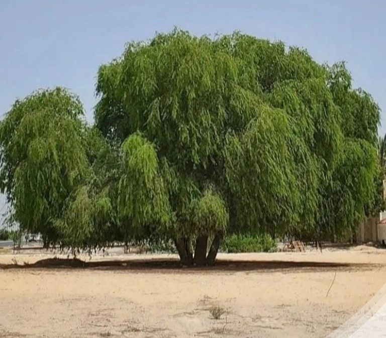 شجرة الغاف في الإمارات