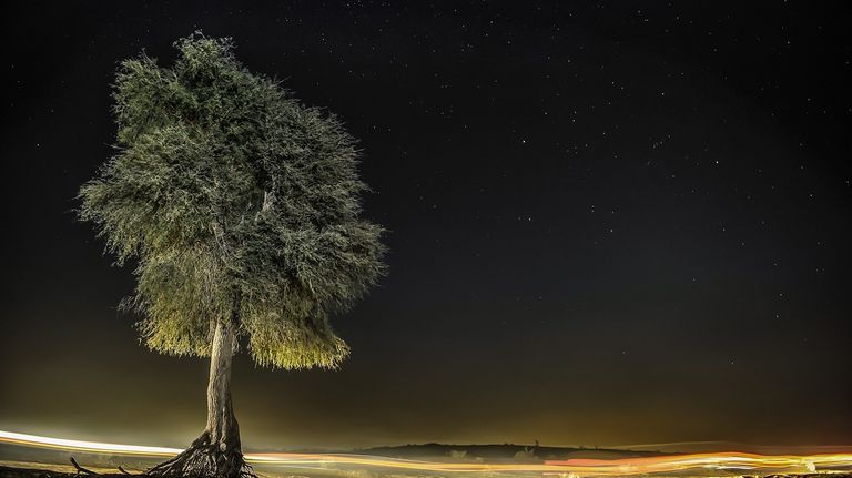 شجرة الغاف في الإمارات