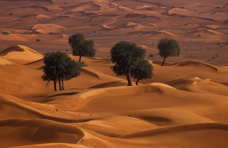شجرة الغاف في الإمارات