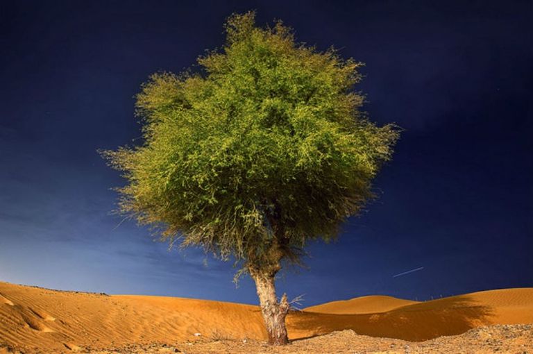 شجرة الغاف في الإمارات