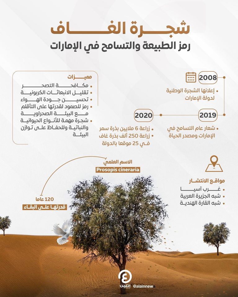 شجرة الغاف في الإمارات