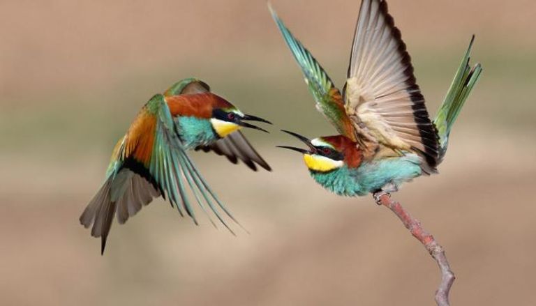 خطر الانقراض يهدد الطيور المهاجرة