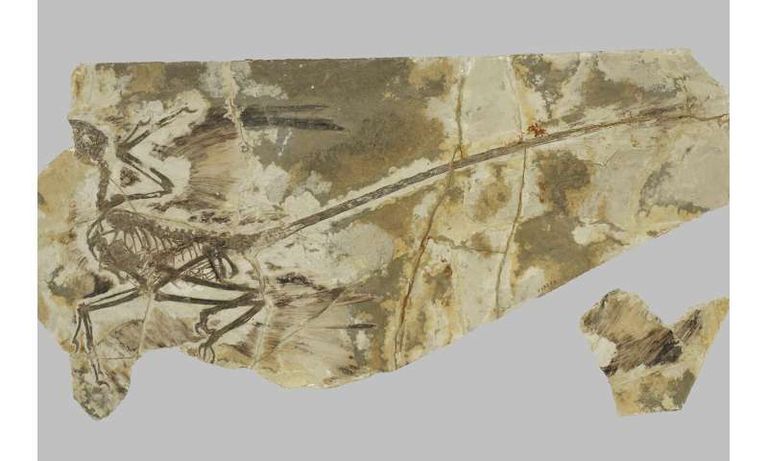 تظهر الحفرية أجنحة وريش الديناصور ميكرورابتور. جميع الطيور تشترك في سمات ريش محددة، وعدد ثابت من الريش الأساسي