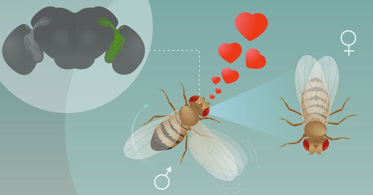 تشريح الخلايا العصبية للدائرة المسؤولة عن أغنية الذبابة