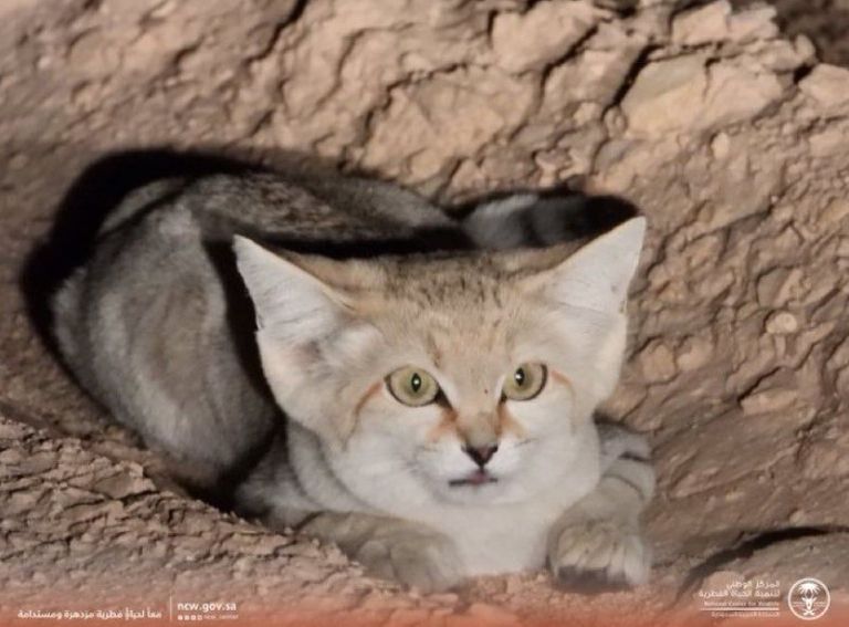 قط رملي صغير