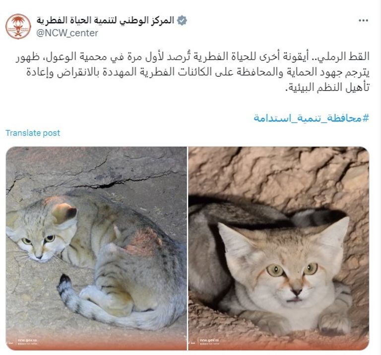 قط رملي صغير