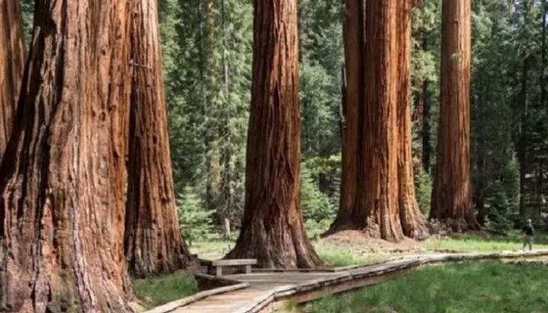 شجر الخشب الأحمر قد يصبح عونا في مواجهة التغير المناخي في الولايات الأمريكية