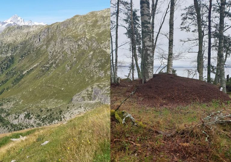 تغير المناخ يهدد بآثار كارثية على التنوع البيولوجي