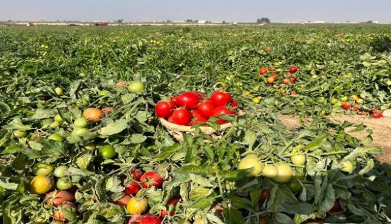 خسائر زراعة الطماطم في اليمن