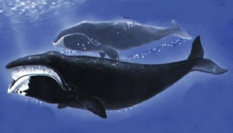 الحوت مقوس الرأس، مصدر الصورة: ويكيبيديا.