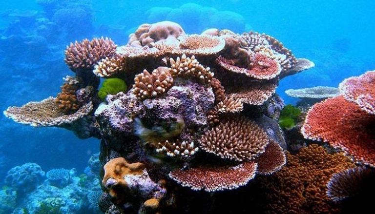 تعير المناخ يوفر الظروف البيئية لابيضاض المرجان