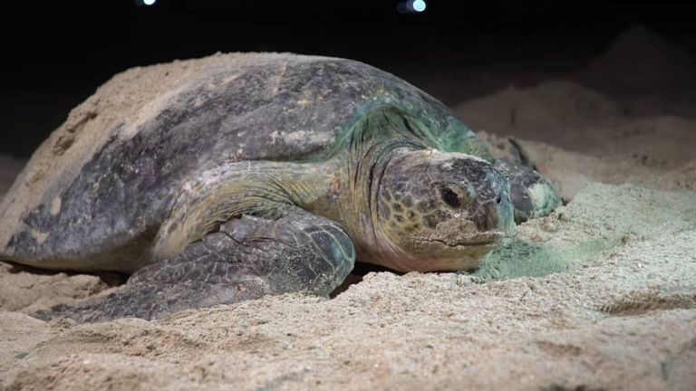 التهديد الجائر يهدد بانقراض السلاحف في اليمن