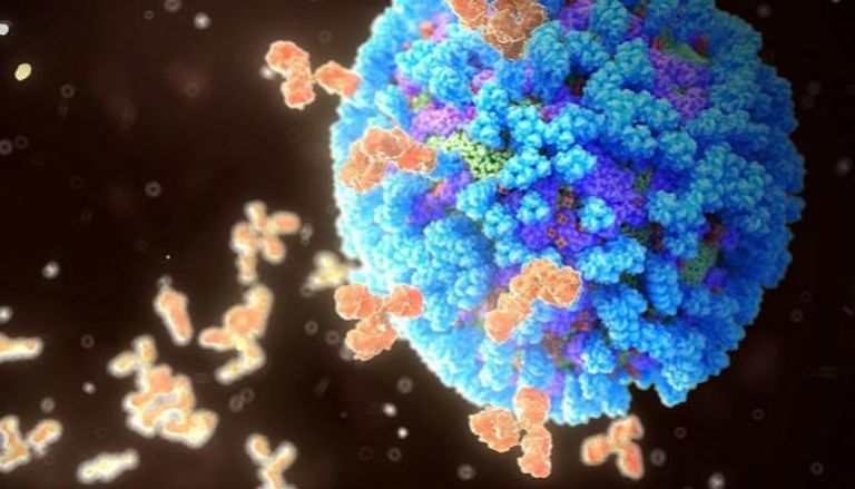 اكتشاف أجسام مضادة تستهدف منطقة مخفية من فيروس الإنفلونزا