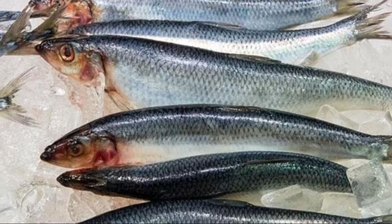 سمك الرنجة الطازج في سوق السمك - أرشيفية