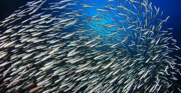 سمك الرنجة الطازج في سوق السمك - أرشيفية