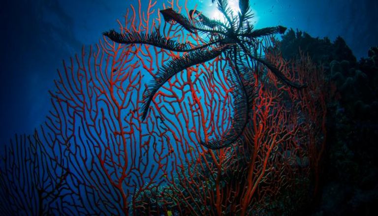  الحاجز المرجاني العظيم 