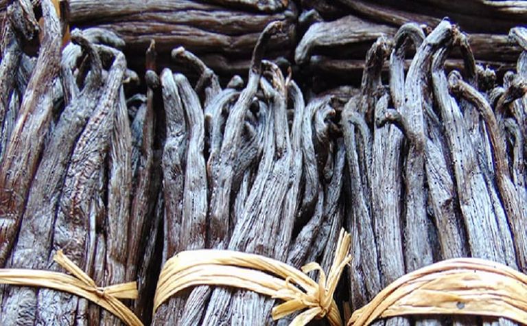 حبة الفانيليا أحد أغلى أنواع التوابل في العالم