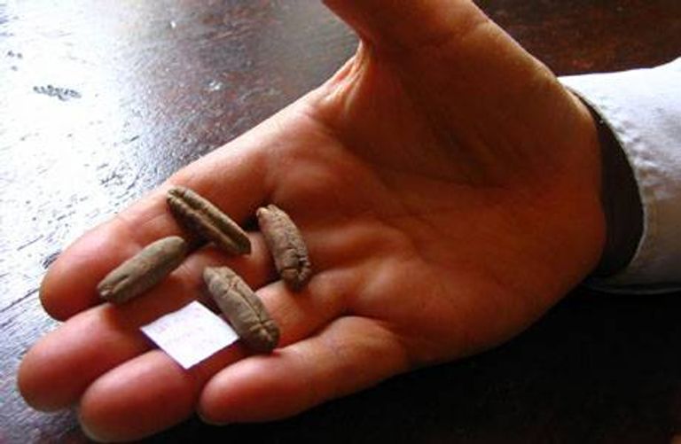 التكاثر والنمو أحد التفسيرات العلمية لقوله تعالى (يخرج الحي من الميت)