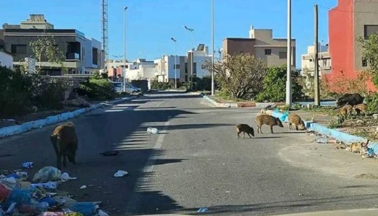 الخنازير في شوارع المدينة المغربية