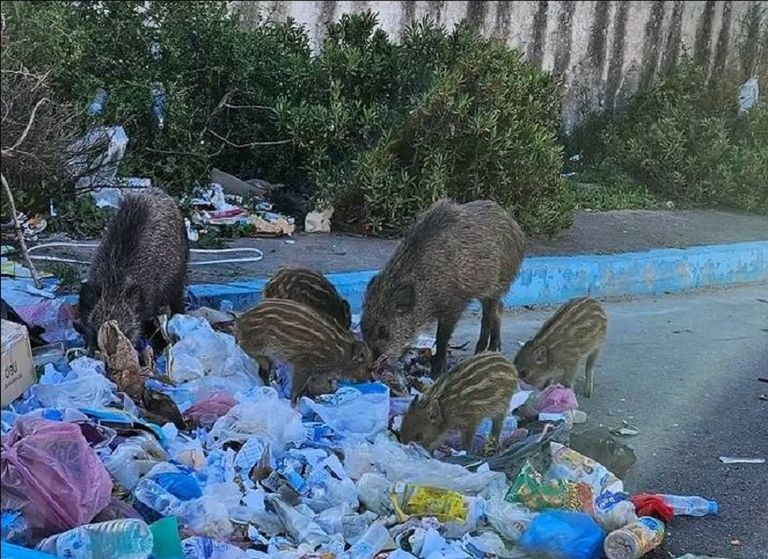 الخنازير في شوارع المدينة المغربية