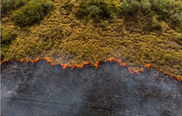 يؤثر الاحتباس الحراري على أنماط هجرة الحيوانات