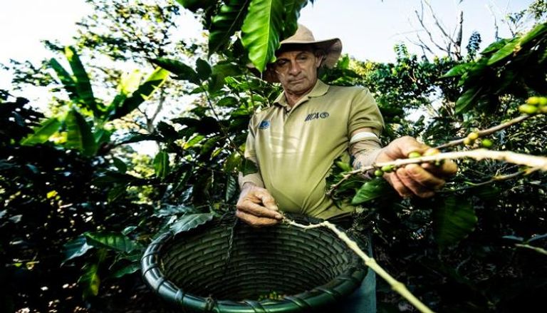 مزارع يروي شجيرات البن في كوستاريكا