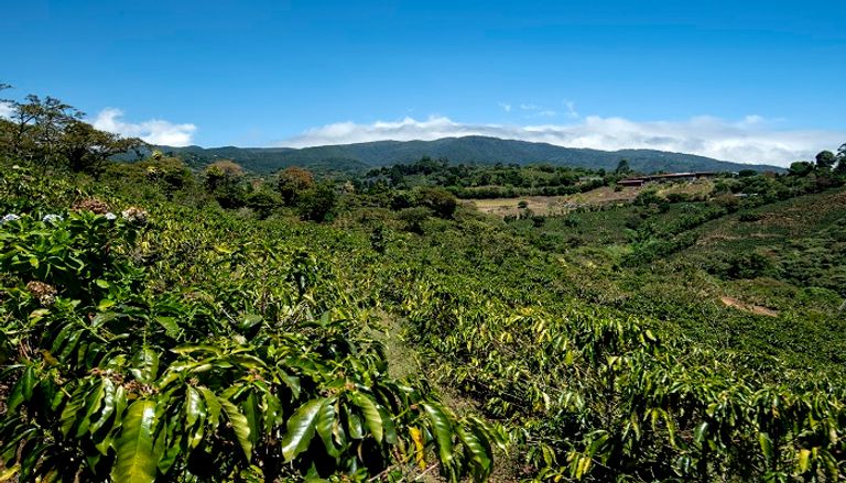 مزارع يروي شجيرات البن في كوستاريكا