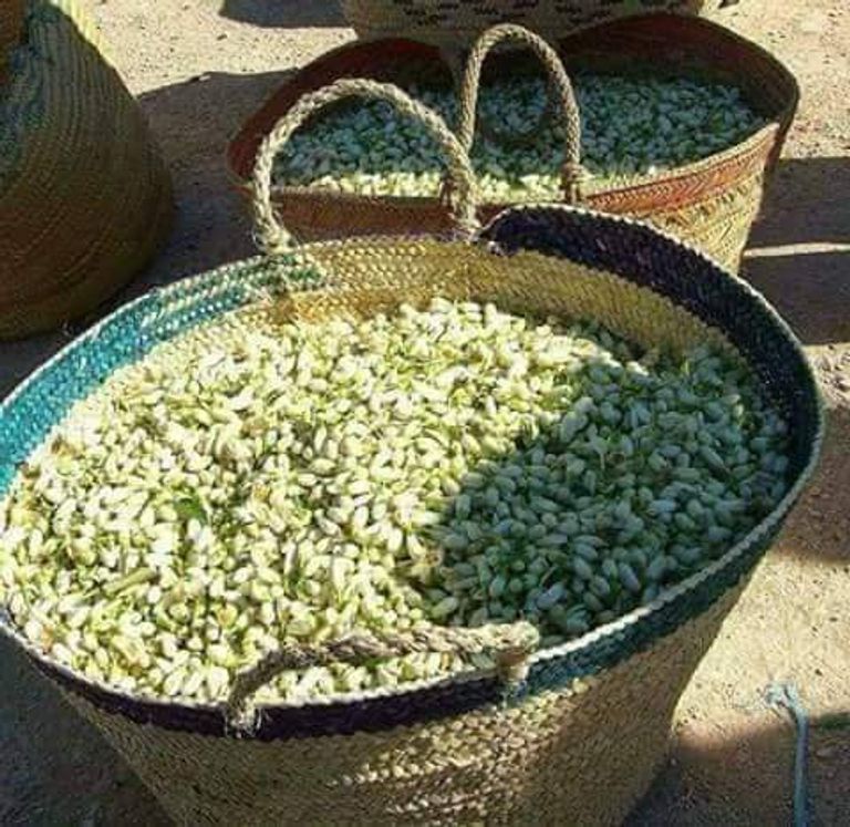 زهر النارنج