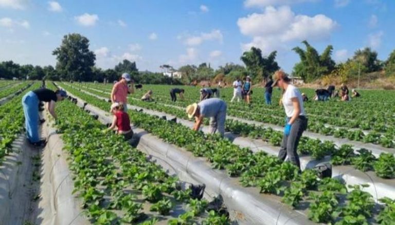 متطوعون في مزارع إسرائيلية