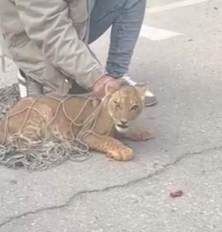 الأسد بعد الإمساك به