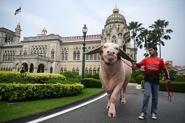 كو موانغ فيت الجاموس كو موانغ فيت