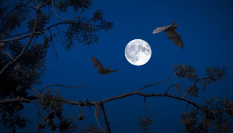 خفافيش ليلية