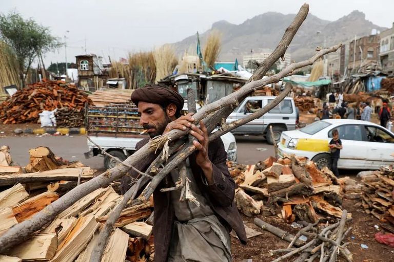 الحرب والاحتطاب يهددان غابات اليمن